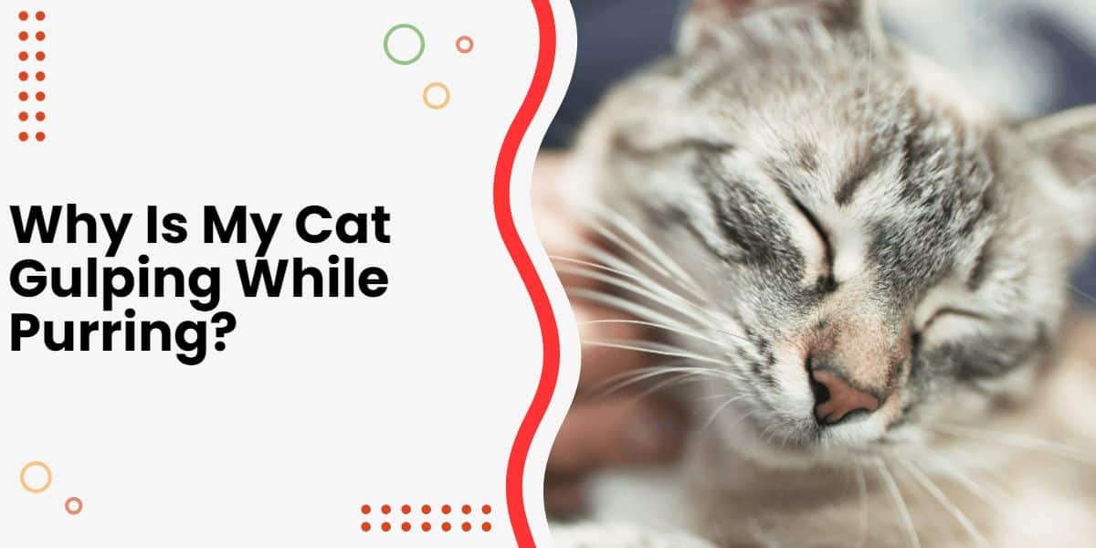 Why Is My Cat Gulping While Purring? [6 Common Reasons]