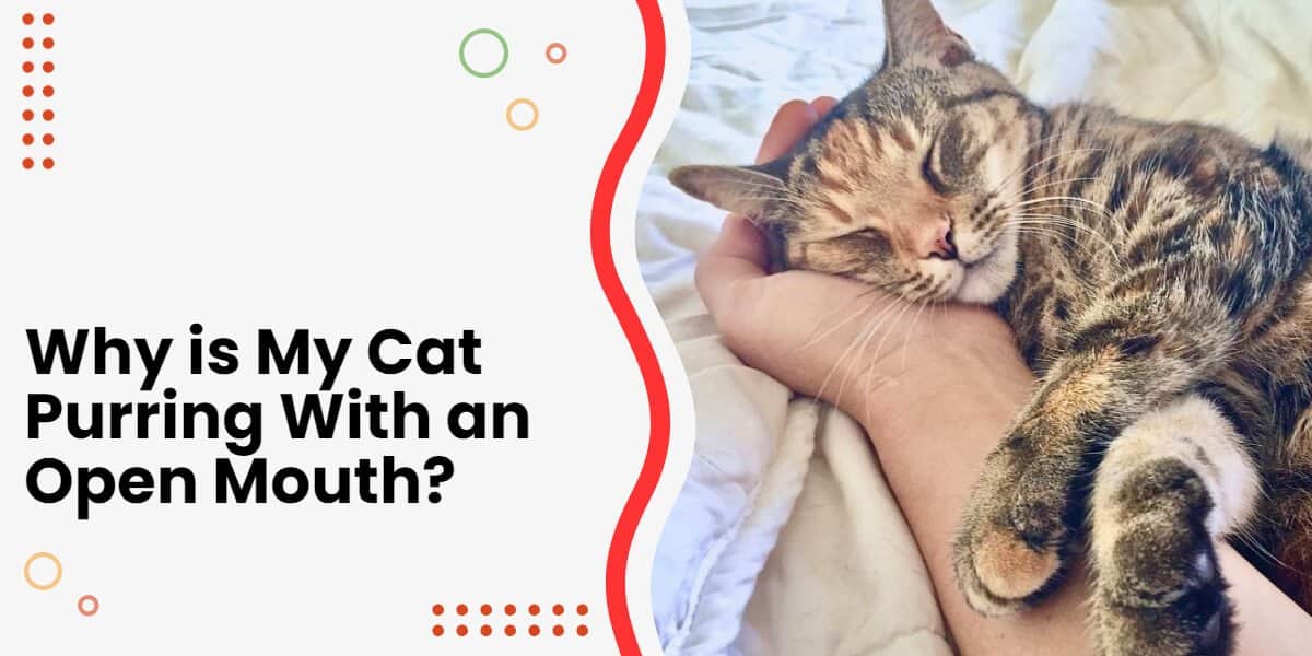 Why Is My Cat Purring With Mouth Open? (Should You Worry?)