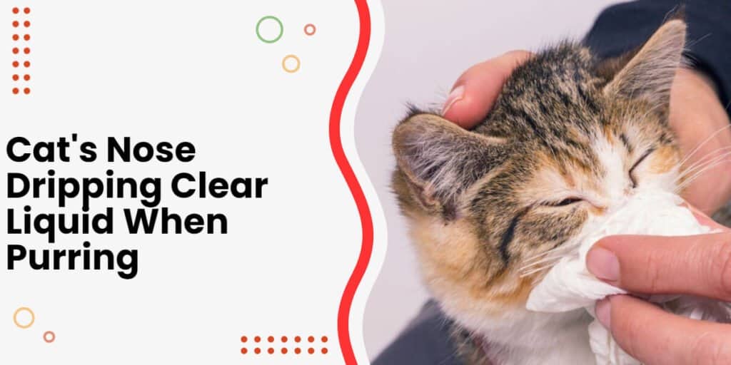 Why Is My Cat’s Nose Dripping Clear Liquid When Purring?