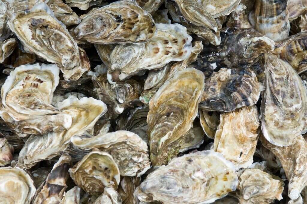 Are Oysters Vegan? — Bivalves And The Vegan Diet