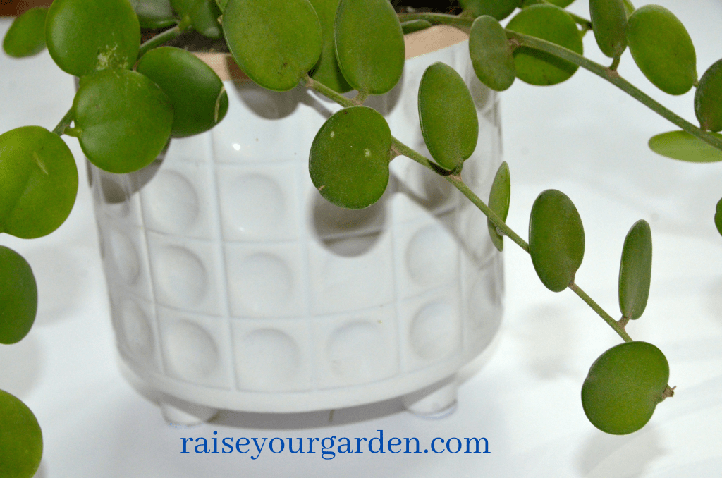 String of Coins Plant how to survive & thrive guide! Raise Your Garden
