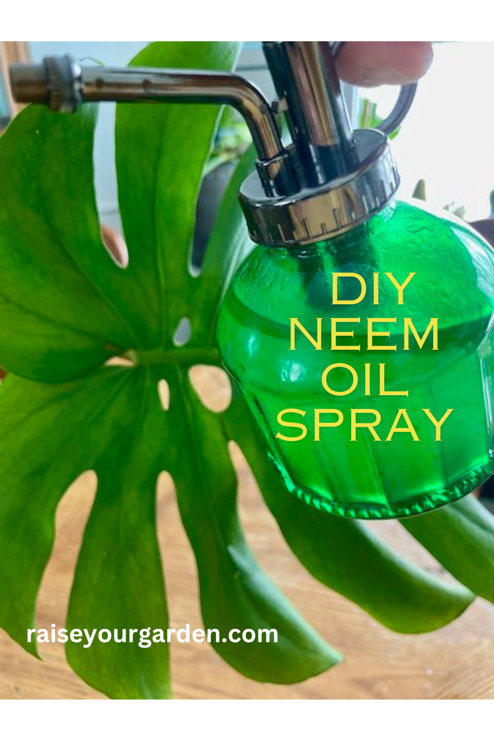 Homemade neem oil spray for organic pest control Raise Your Garden