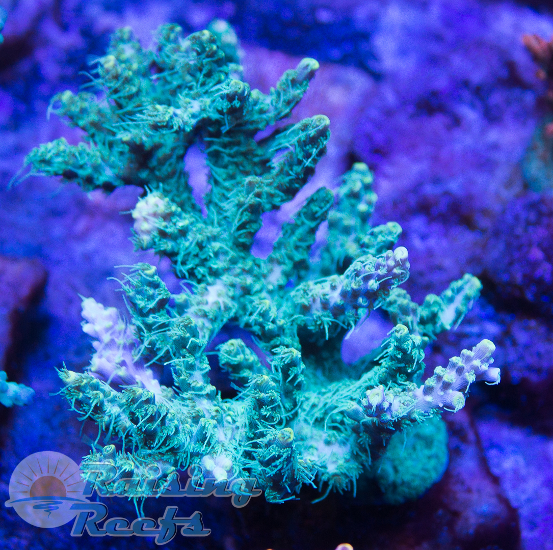 Raising Reefs Corals For Sale