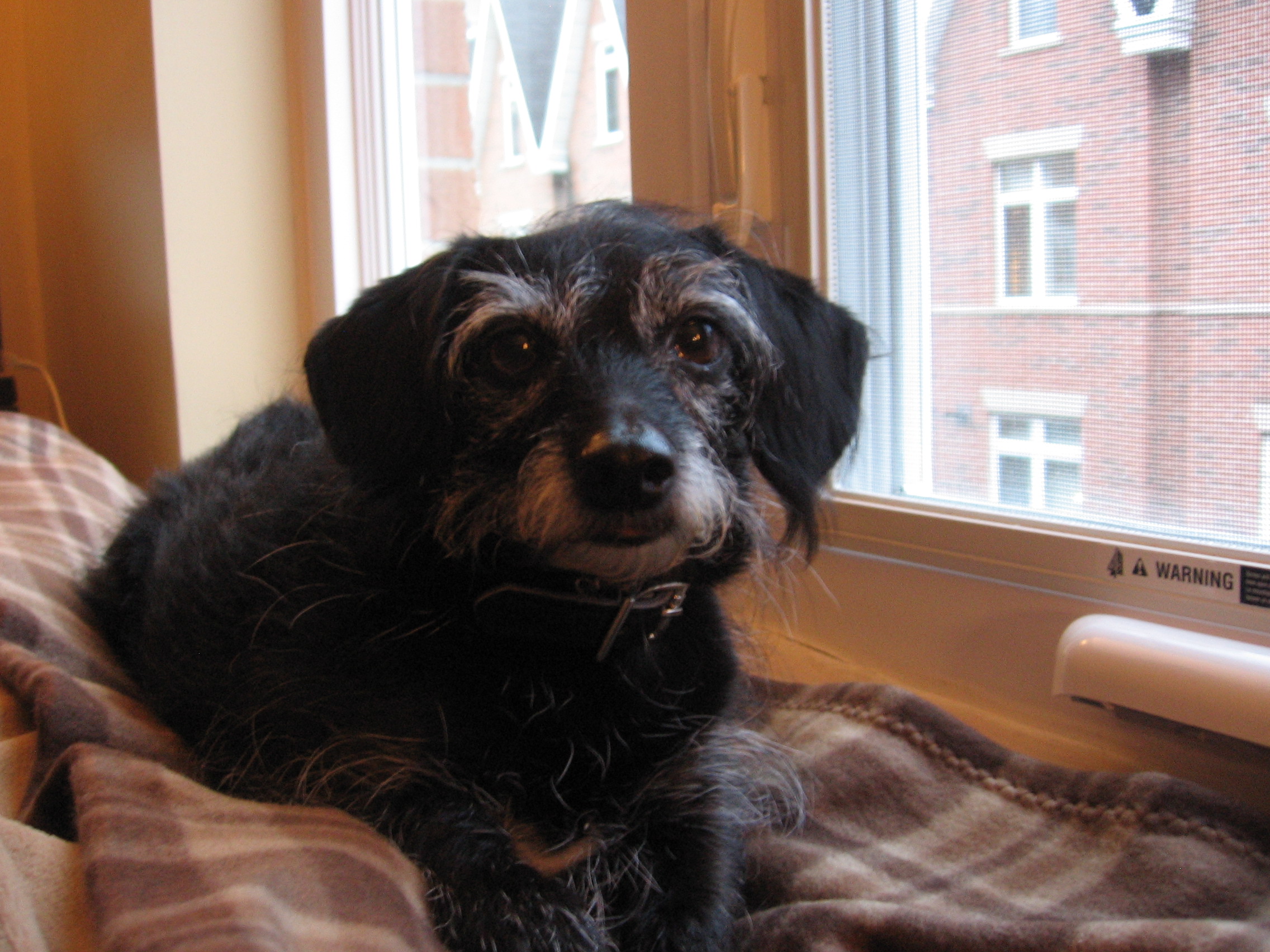 Testimonials for Raising Rover