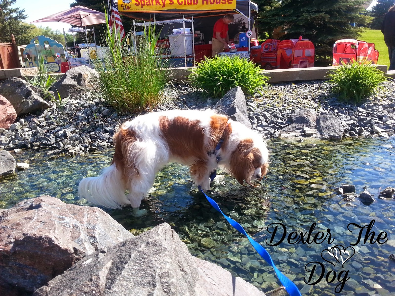 DogFriendly Vacations Frankenmuth, MI Dog Bowl 2014 Raising Your