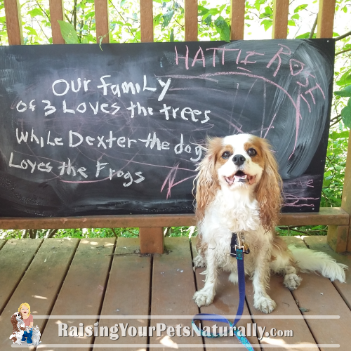 DogFriendly Ohio Day Trips, Dog Friendly Cleveland, Ohio