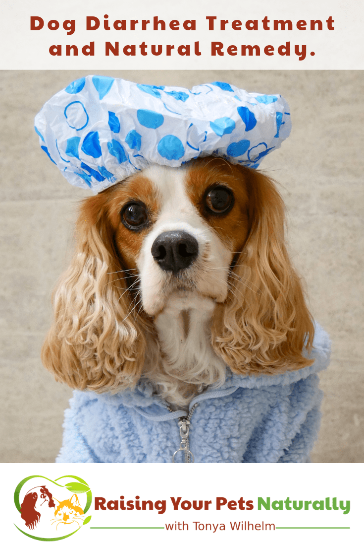 Dog Diarrhea Treatment Dog Diarrhea RemedyWhat to Feed Dog with