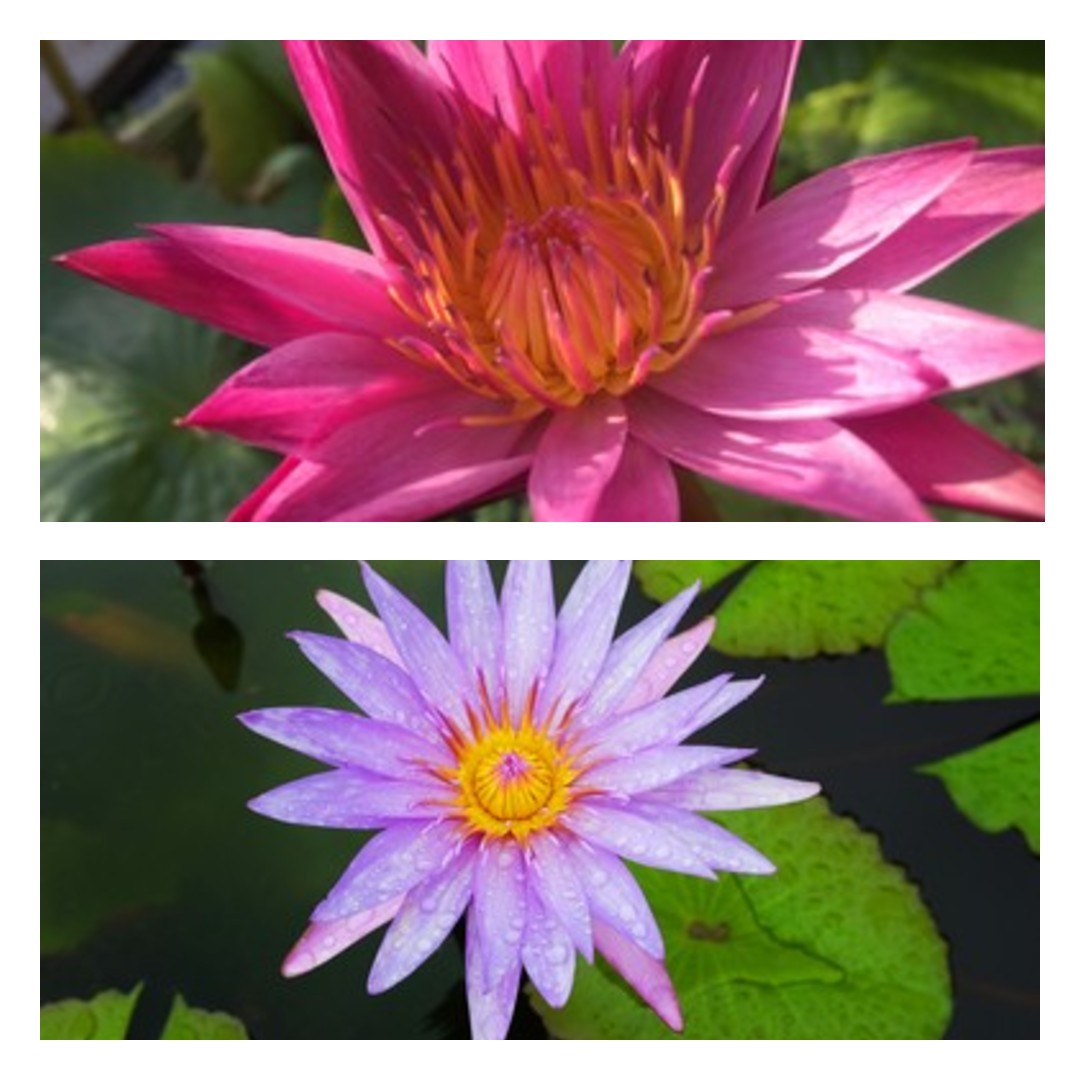 சங்க இலக்கியங்களில் மலர்கள் FLOWERS IN SANGAM LITERATURE பகுதி …3 ( 25