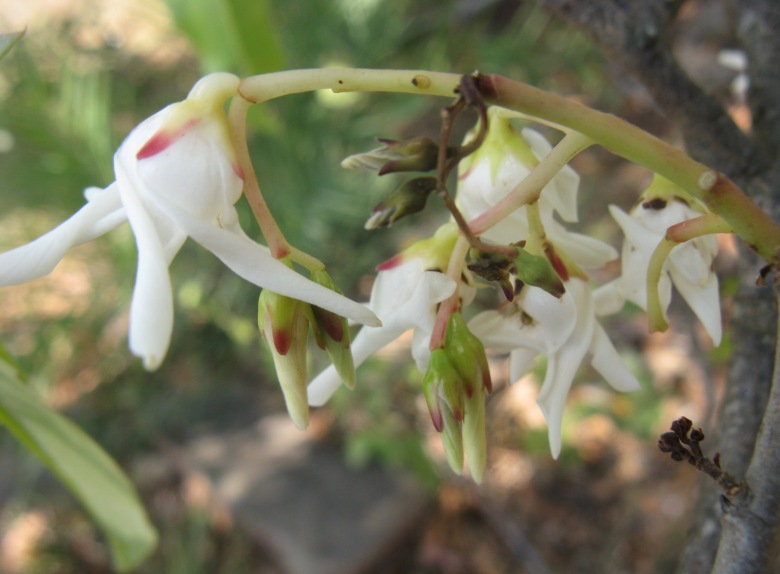 சங்க இலக்கியங்களில் மலர்கள் FLOWERS IN SANGAM LITERATURE பகுதி …3 ( 25