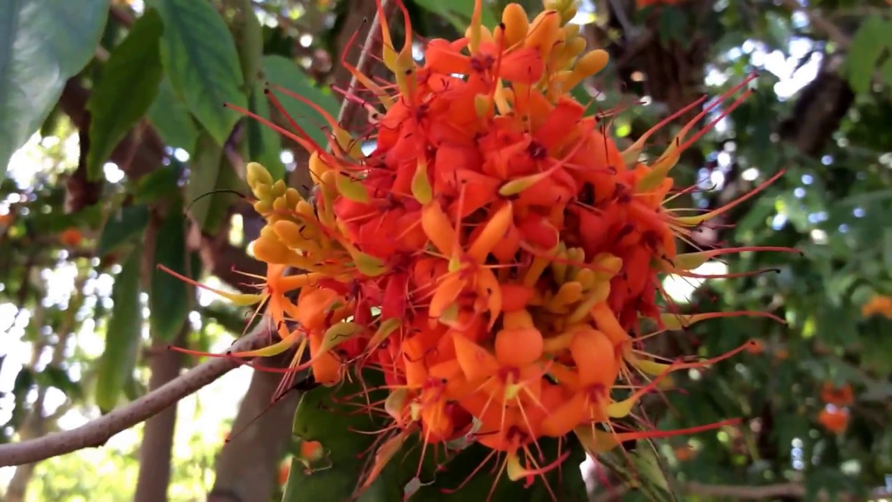 சங்க இலக்கியத்தில் மலர்கள் FLOWERS IN SANGAM LITERATURE பகுதி 4 கதை