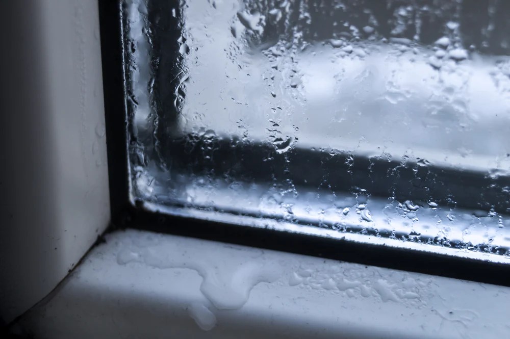 Winter weather can worsen mold growth in your home. Raleigh Mold