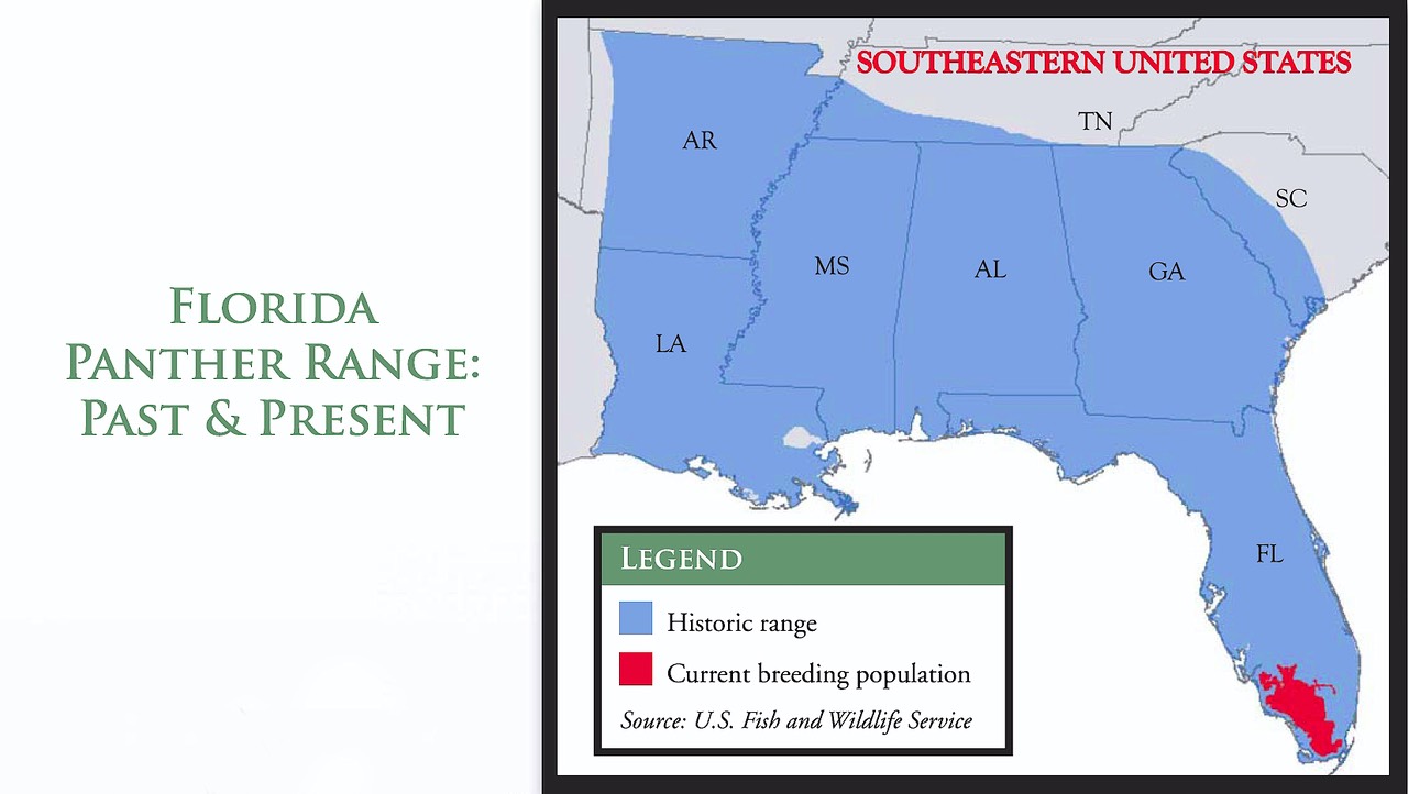 Where Do Panthers Live