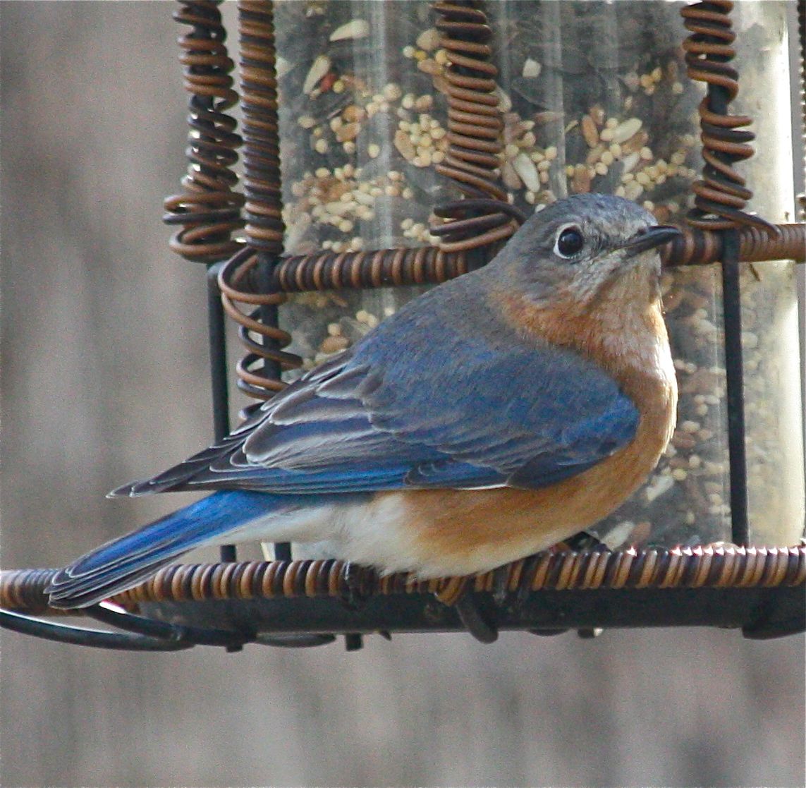 How to attract Bluebirds and keep other birds from eating their food