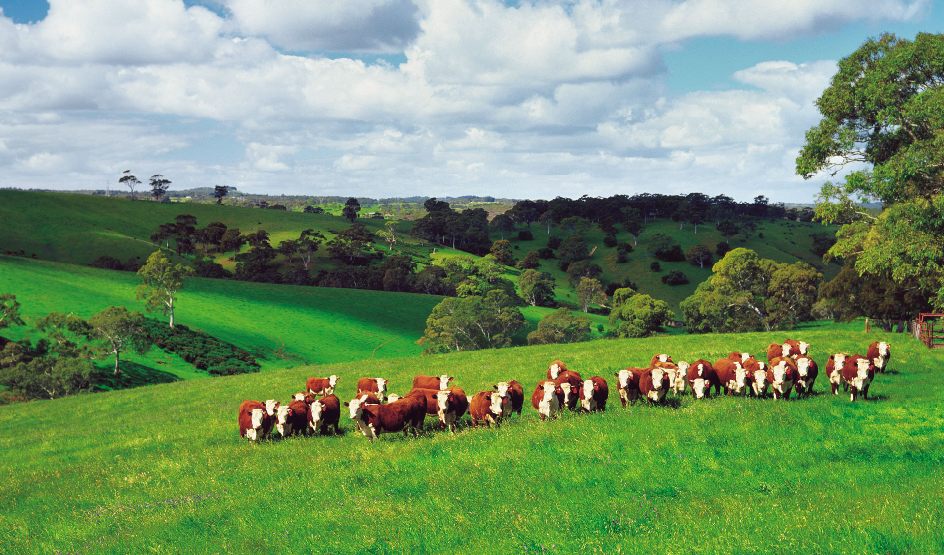 Ralphs Meat Company Australian Family Owned Since 1908