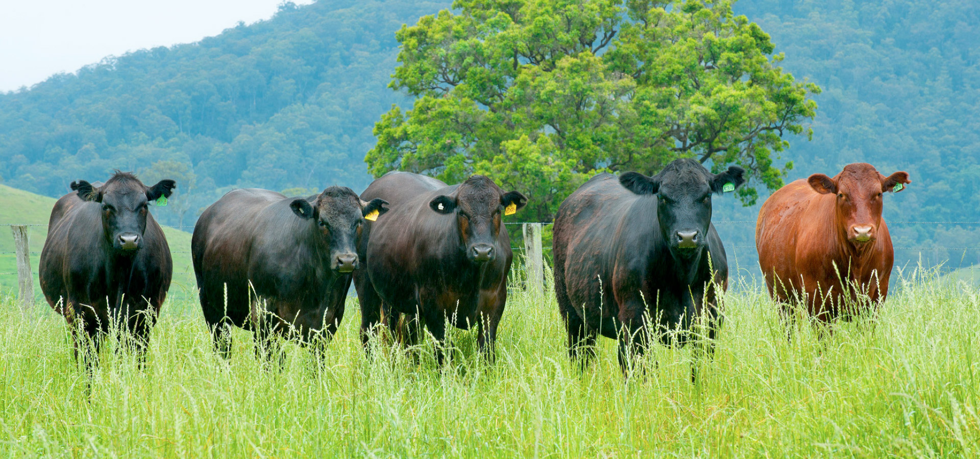 About Ralphs Meat Company