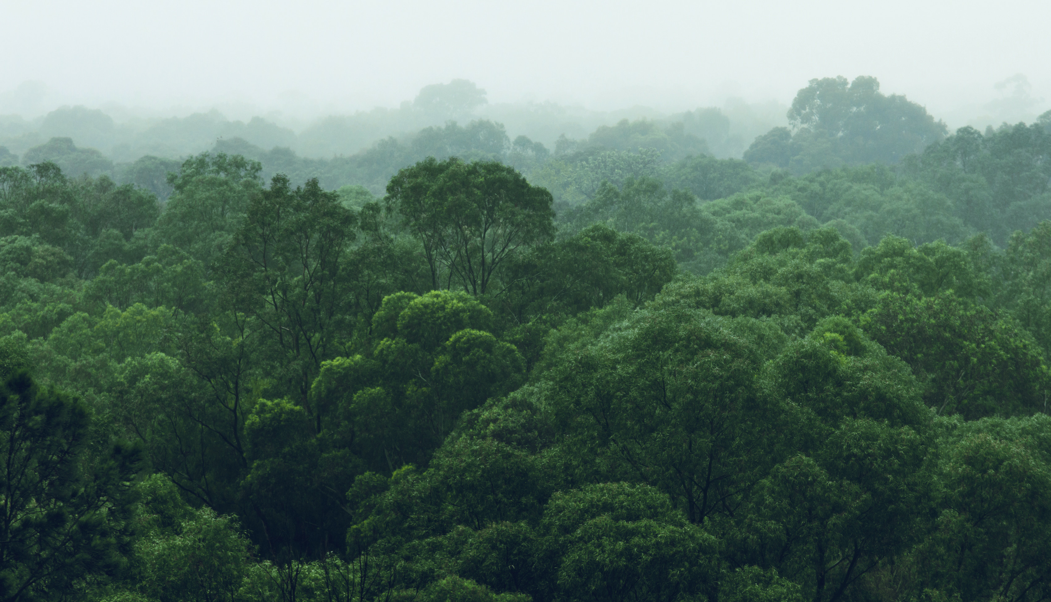 Rainforest jungle aerial view RALPH SMART INFINITE WATERS DIVING DEEP