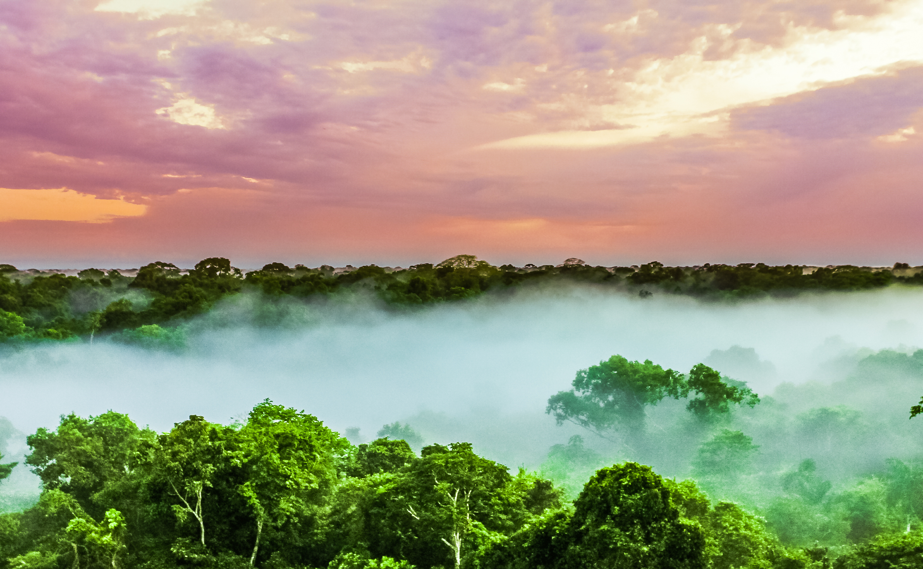 sunset over the trees in the brazilian rainforest of Amazonas RALPH
