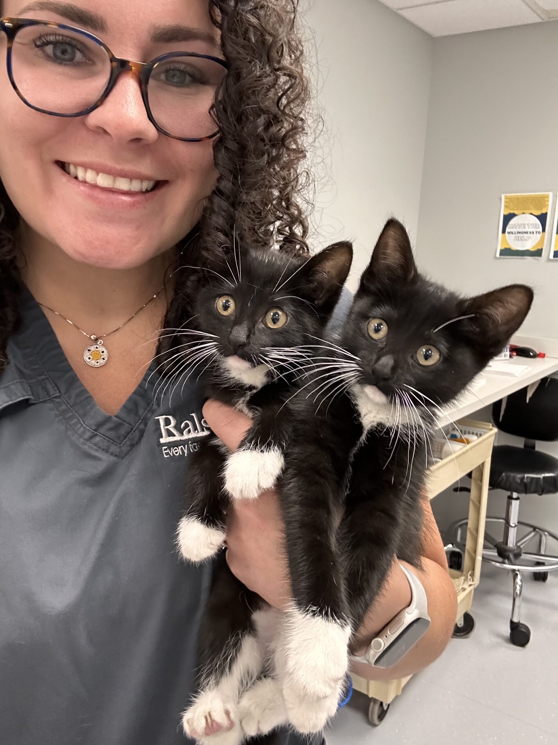 Your Cat’s Health The Importance of Vaccinations Ralston Vet