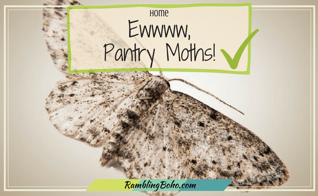 What temperature kills pantry moths