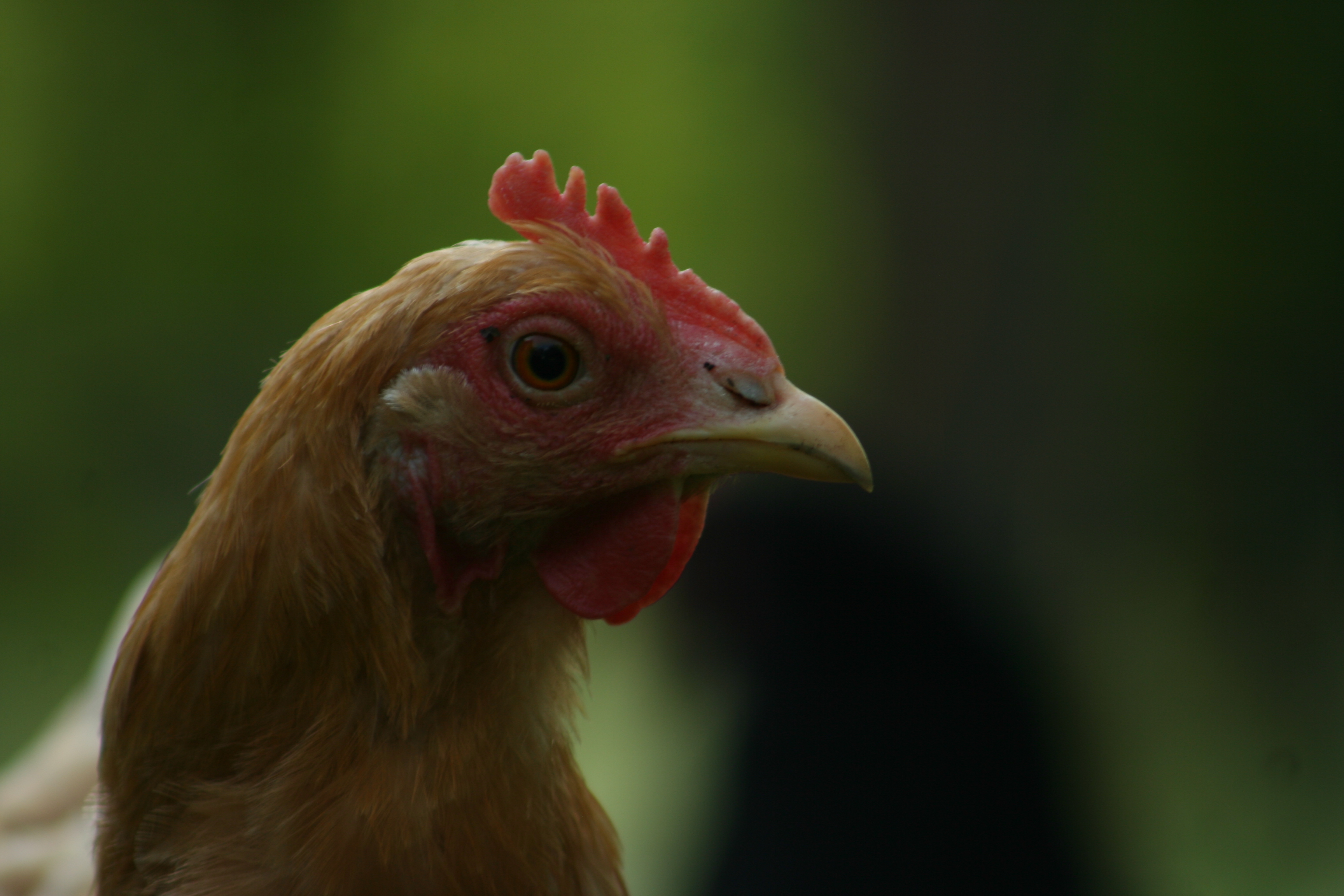 The Whippersnappers Ramblings of a Bird Lady