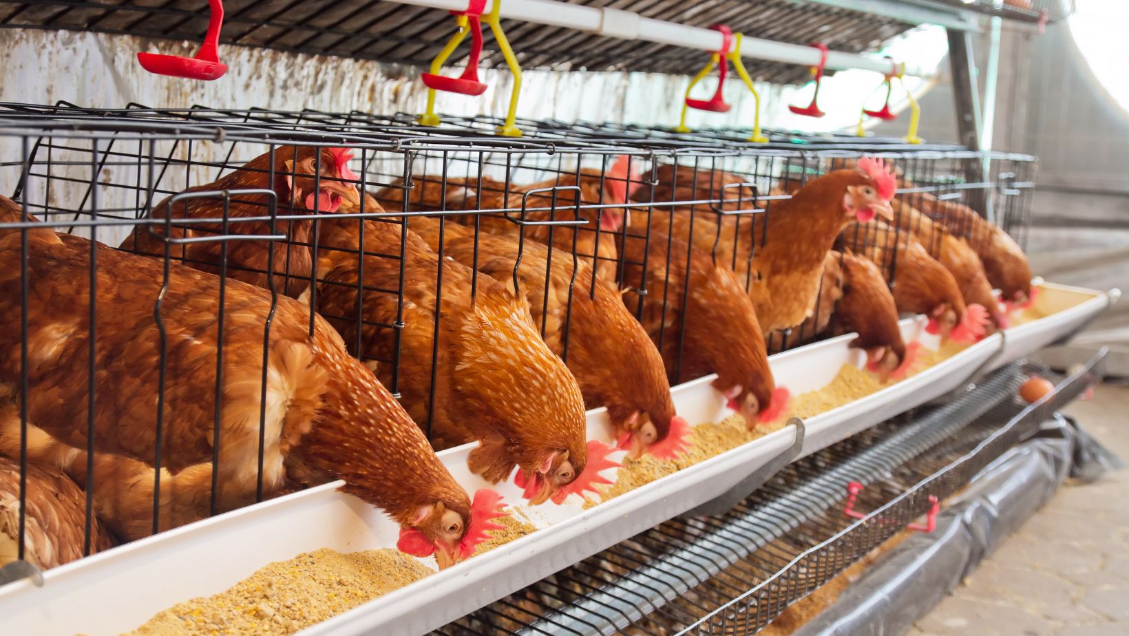 Your OneStop Shop for Quality Poultry Tractor Supply Chickens for Sale