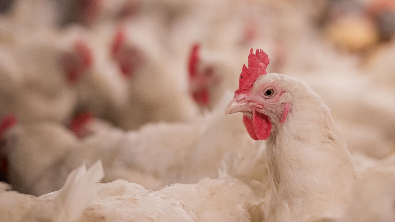 Perfect Poultry at Affordable Prices Tractor Supply Chicks for Sale