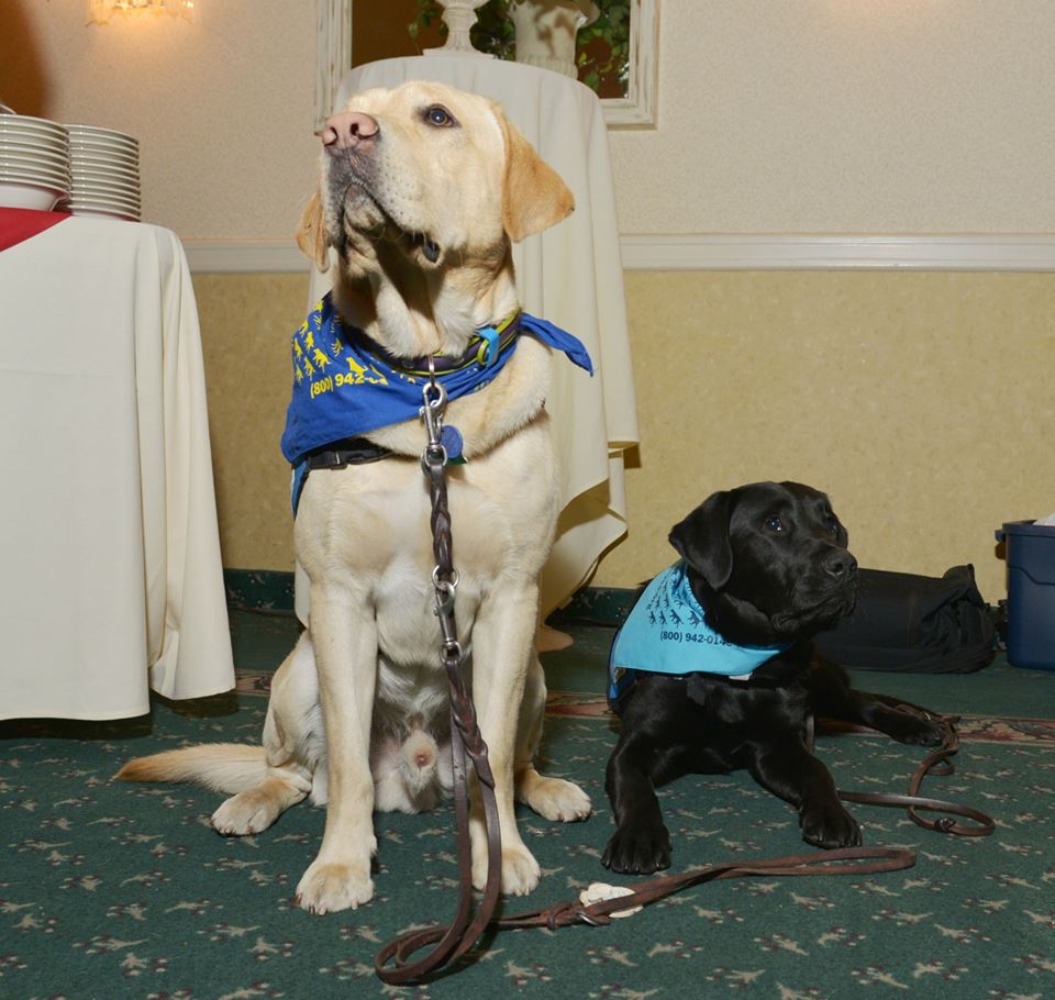 Animal Behaviorist Strivers Row Manhattan Pet Conditioning Lenox Hill Manhattan Dog