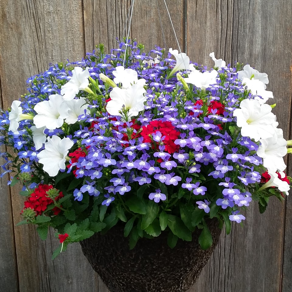 Basket and Container Gallery Ramsay Creek Gardening Simplified
