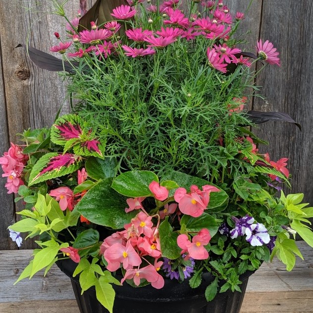 Basket and Container Gallery Ramsay Creek Gardening Simplified