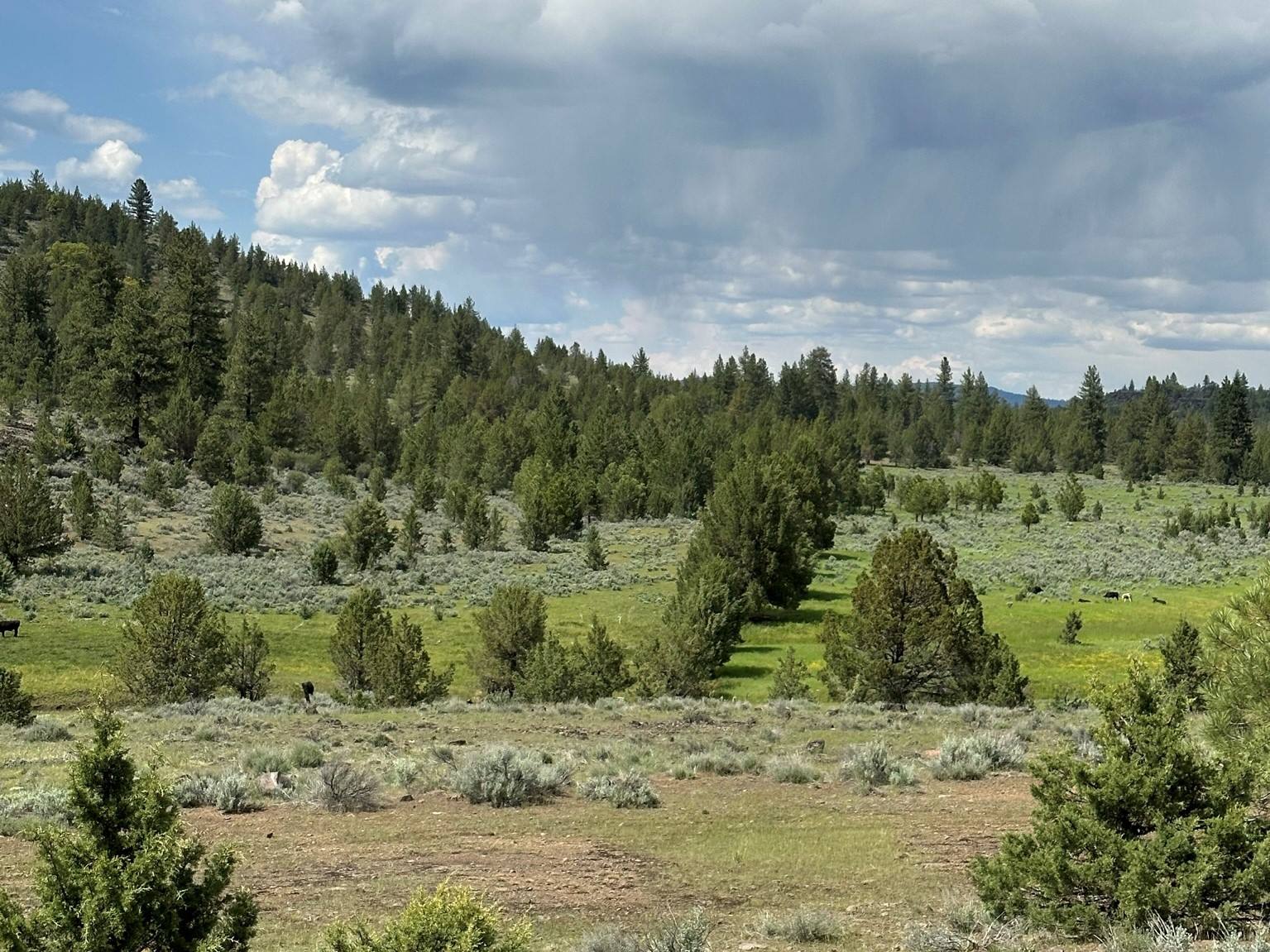 100 acres Adin, CA Shasta Land Services