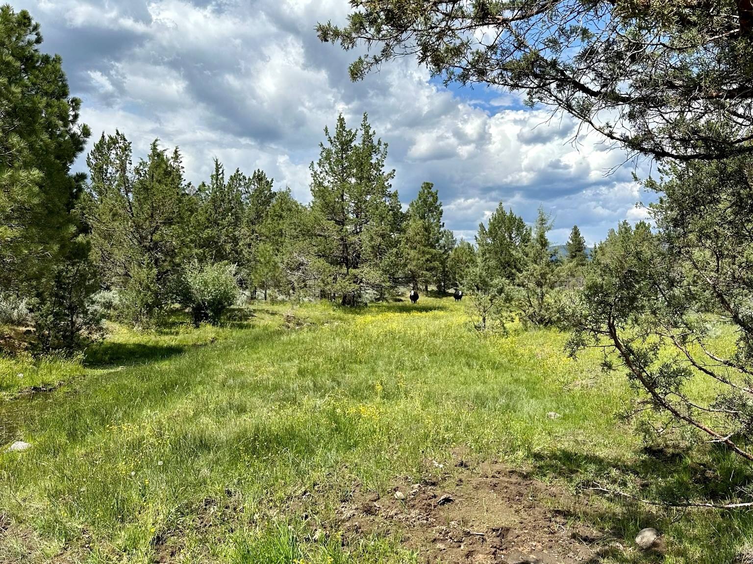 100 acres Adin, CA Shasta Land Services