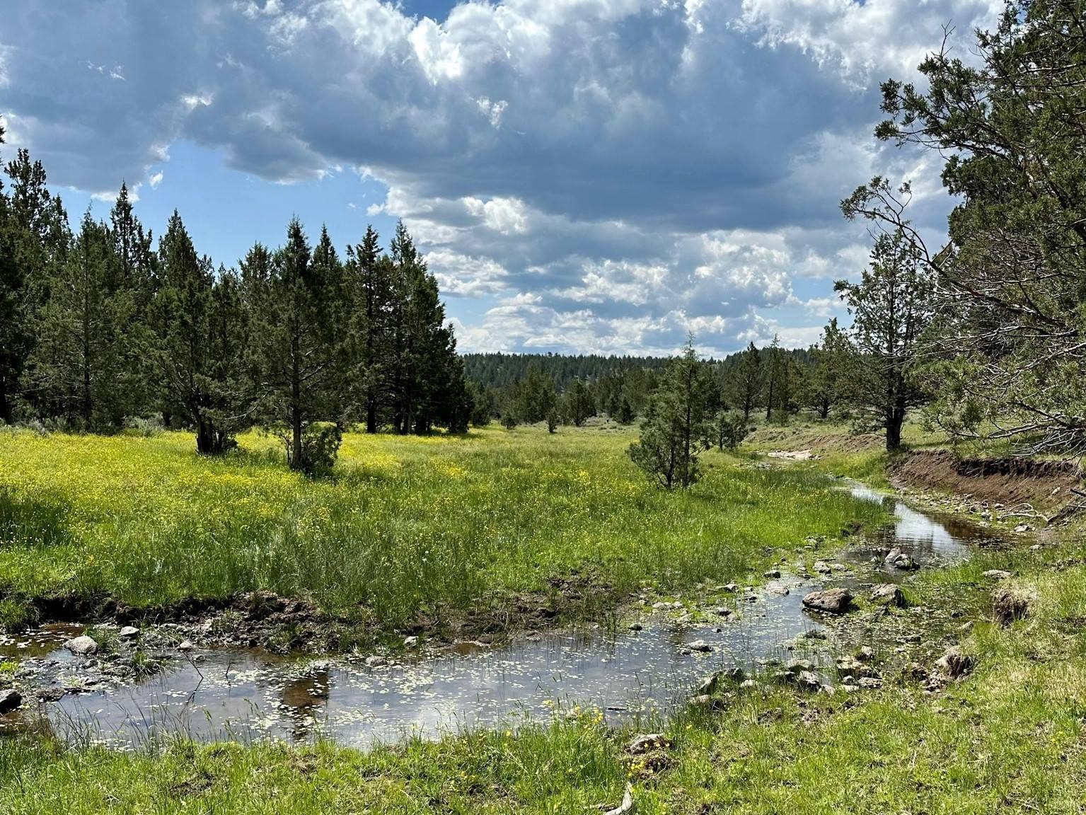 100 acres Adin, CA Shasta Land Services