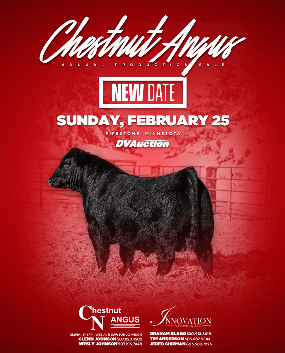 Chestnut Angus Bull Sale • Ranch Channel