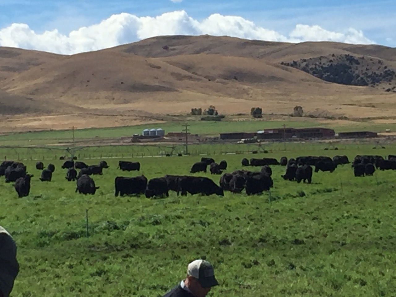 Montana Ranch Properties Managed Intensive Grazing