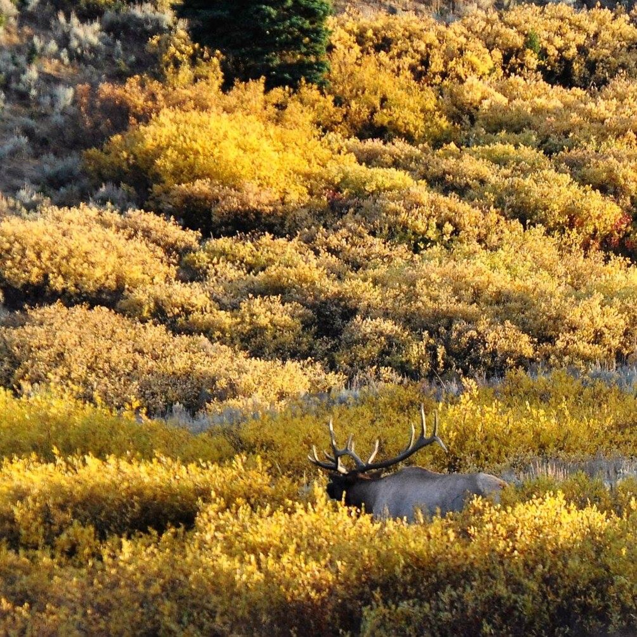 Montana Ranch Properties Last Week of Archery Season in Montana