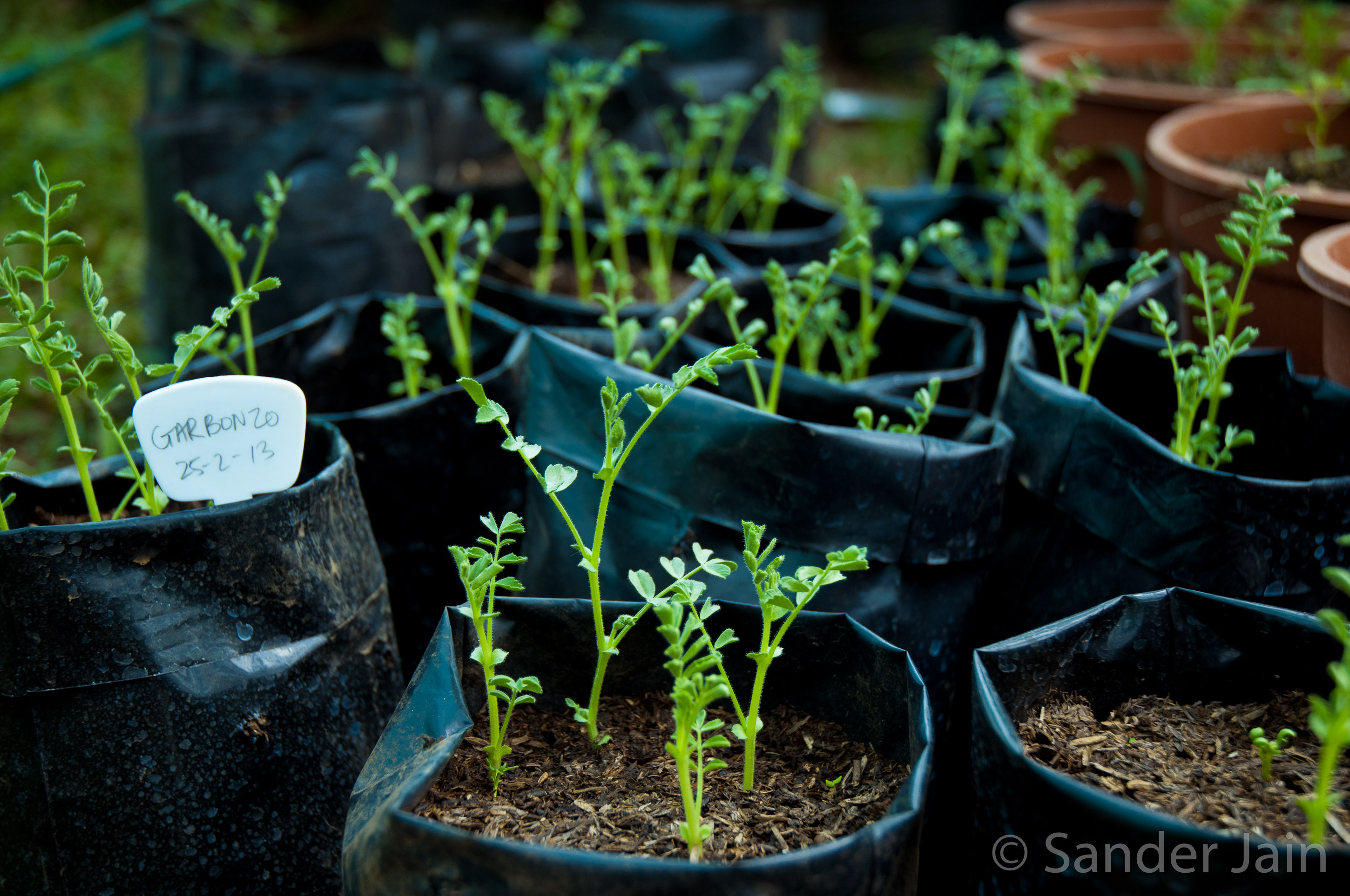 Gorilla Garbanzos from Pea to Plant