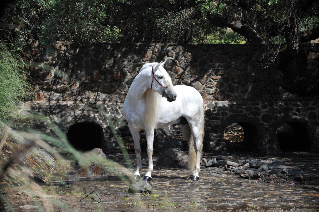 Marengo Open House 2019 Rancho El Marengo
