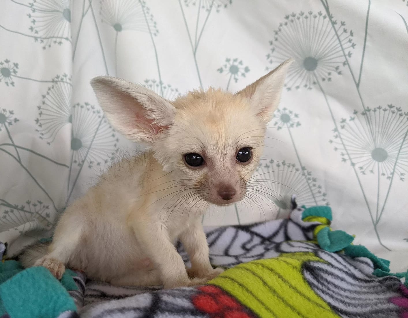 Fennec Fox Breeders, Exotic Animals For Sale, 1 BEST PETS