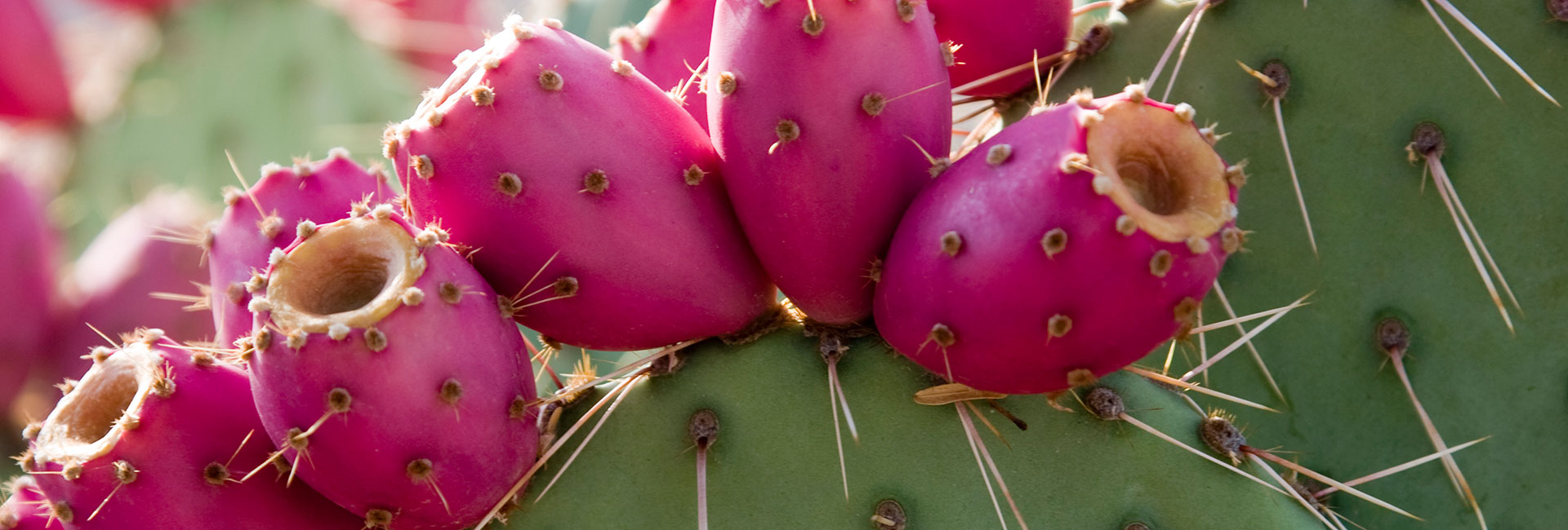 BENEFICIOS DEL AGUA DE TUNA PARA NUESTRA SALUD Rancho Natura