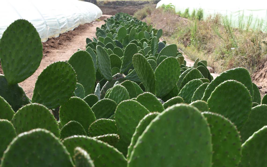 REASONS WHY WE LOVE THE NOPAL Rancho Natura