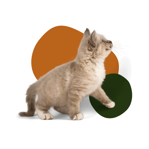 Pet Spay & Neuter In San Diego, CA RSCPC