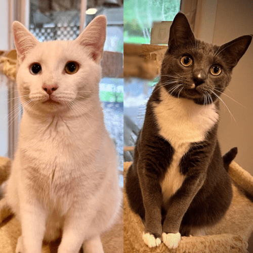 Randall's Rescue Adoptable Cats & Dogs South Jersey Animal Rescue