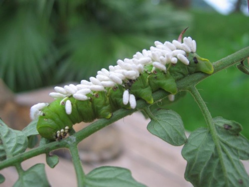 Which Bugs Are Good And Which Are Bad? RC Pest Control LLC Pest