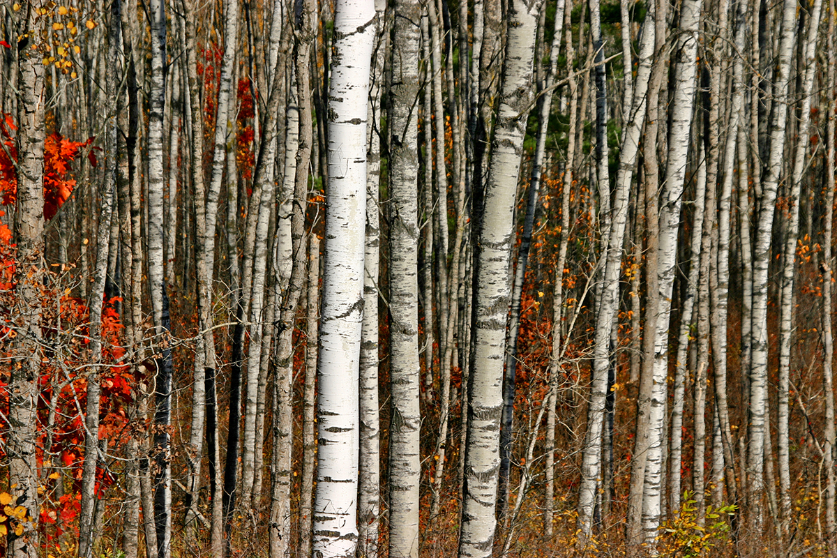 Birches Enter…