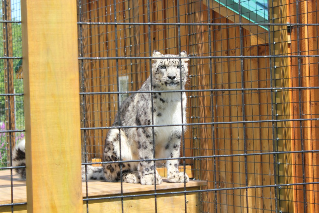 The Wild Animal Park, Chittenango, NY (Photo Album) Random Bits