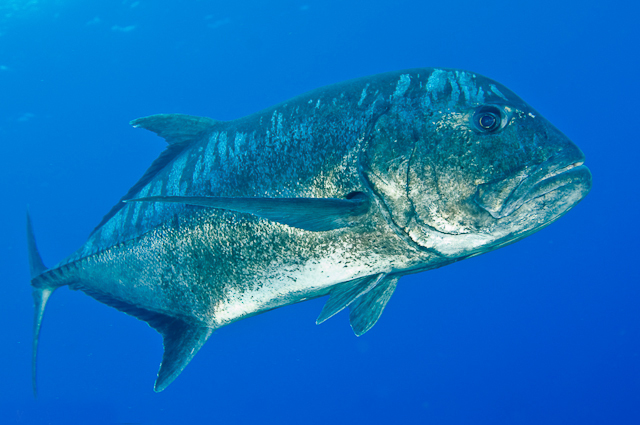 List Of Ulua Fish Ideas