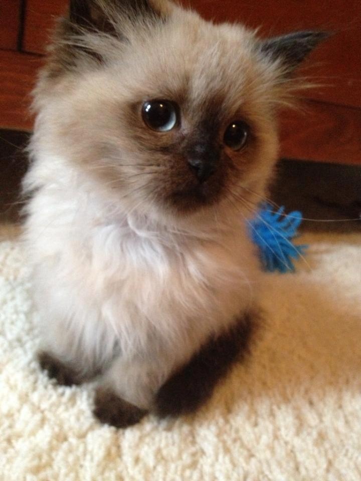 Your Guide to Himalayan Kittens Random Funny Cat