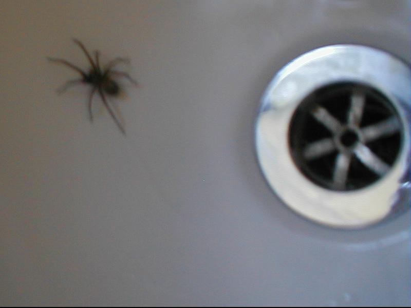 Random Perspective Spider in the Bath