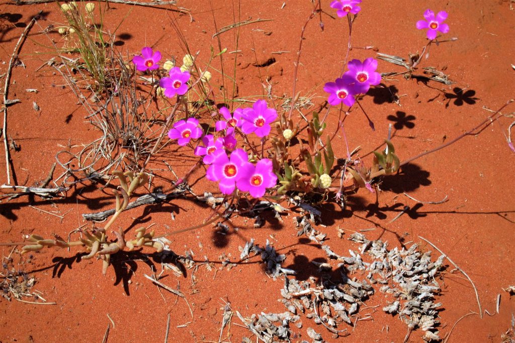 Exmouth to Carnarvon Random Rambles