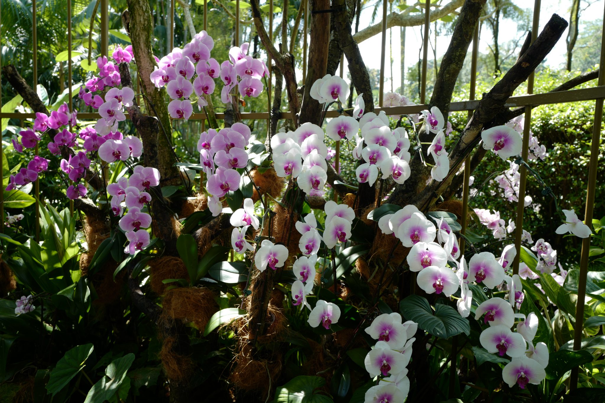 A Week in Singapore Visiting Hawker Centres, Singapore Botanic